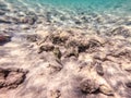 Whitespotted Puffer (Arothron hispidus) at coral reef Royalty Free Stock Photo