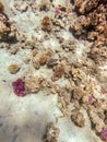 Whitespotted Puffer (Arothron hispidus) at coral reef Royalty Free Stock Photo