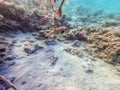 Whitespotted Puffer (Arothron hispidus) at coral reef Royalty Free Stock Photo