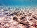 Whitespotted Puffer (Arothron hispidus) at coral reef Royalty Free Stock Photo