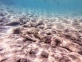 Whitespotted Puffer (Arothron hispidus) at coral reef Royalty Free Stock Photo