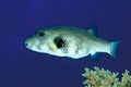 Whitespotted puffer