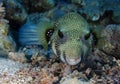 Whitespotted Puffer Royalty Free Stock Photo