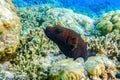 Whitespotted Puffer fish Arothron hispidus ,close up,detail Royalty Free Stock Photo