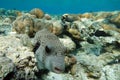 Whitespotted Puffer Fish - Arothron hispidus in the Red Sea Royalty Free Stock Photo