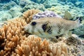 Whitespotted Puffer Fish - Arothron hispidus in the Red Sea Royalty Free Stock Photo