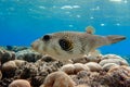 Whitespotted Puffer Fish - Arothron hispidus in the Red Sea Royalty Free Stock Photo