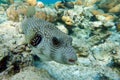 Whitespotted Puffer Fish - Arothron hispidus in the Red Sea Royalty Free Stock Photo