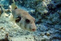 Whitespotted Puffer Fish - Arothron hispidus in the Red Sea Royalty Free Stock Photo