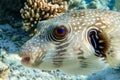 Whitespotted Puffer Fish - Arothron hispidus in the Red Sea Royalty Free Stock Photo