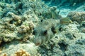 Whitespotted Puffer Fish - Arothron hispidus in the Red Sea Royalty Free Stock Photo