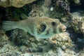 Whitespotted Puffer Fish - Arothron hispidus in the Red Sea Royalty Free Stock Photo