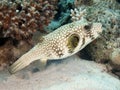 Whitespotted puffer Royalty Free Stock Photo