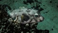 Whitespotted puffer on Red Sea Reef Royalty Free Stock Photo