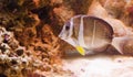 Whitespotted surgeonfish Royalty Free Stock Photo