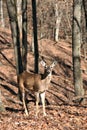 Whitetail Royalty Free Stock Photo