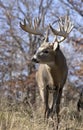 Whitetail Buck