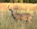 Whitetail Buck 6