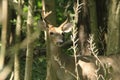 A whitetail buck with antlers in velvet in the early summer.