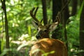 Whitetail buck with antlers in velvet. Royalty Free Stock Photo