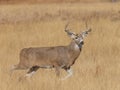 Whitetail Buck in Autumn in Colorado Royalty Free Stock Photo