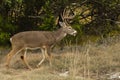 Whitetail Buck in autumn environment