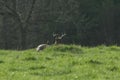 An eight point Whitetail buck bedded down in a sunny meadow