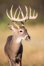 Whitetail buck with broken jaw Royalty Free Stock Photo