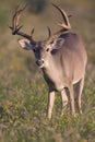 Whitetail Buck Browsing in Field Royalty Free Stock Photo