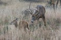 Whitetail Buck Chasing doe Royalty Free Stock Photo