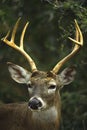 Whitetail Buck Close Up Royalty Free Stock Photo