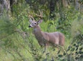 Whitetail buck deer 7 point Royalty Free Stock Photo