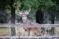 Whitetail Buck deer portrait standing in the field Royalty Free Stock Photo