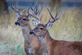 Whitetail Buck deer portrait standing in the field Royalty Free Stock Photo