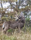 Whitetail buck Royalty Free Stock Photo