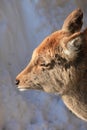 Whitetail Buck Deer in the snow Royalty Free Stock Photo