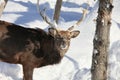 Whitetail Buck Deer in the snow Royalty Free Stock Photo