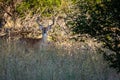 Whitetail Buck deer standing in the field Royalty Free Stock Photo