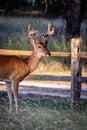 Whitetail Buck deer standing by the old rail fence Royalty Free Stock Photo