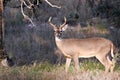 Whitetail Buck Deer in the Texas Hill Country Royalty Free Stock Photo