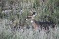 Whitetail Buck Deer in the Texas Hill Country Royalty Free Stock Photo