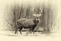 Whitetail buck deerstag in forest. Vintage effect Royalty Free Stock Photo