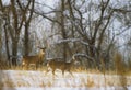 Whitetail Buck and Doe Royalty Free Stock Photo