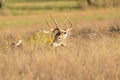 Whitetail buck with doe in heat hiding in tall sage grass Royalty Free Stock Photo