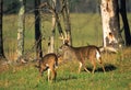 Whitetail Buck and Doe in Meadow Royalty Free Stock Photo