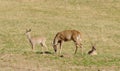 Whitetail buck with does