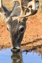 Whitetail buck drinking water Royalty Free Stock Photo