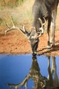 Whitetail buck drinking water Royalty Free Stock Photo