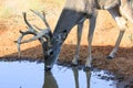 Whitetail buck drinking water