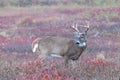 Whitetail buck in fall foliage with large rack